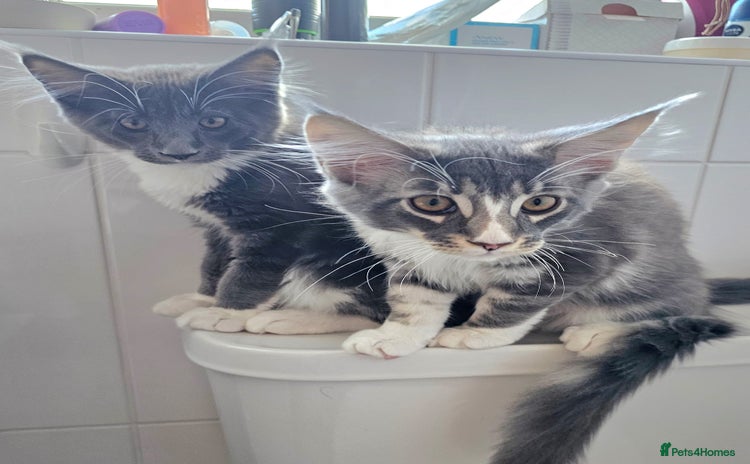 Maine Coon cats - Advert 7