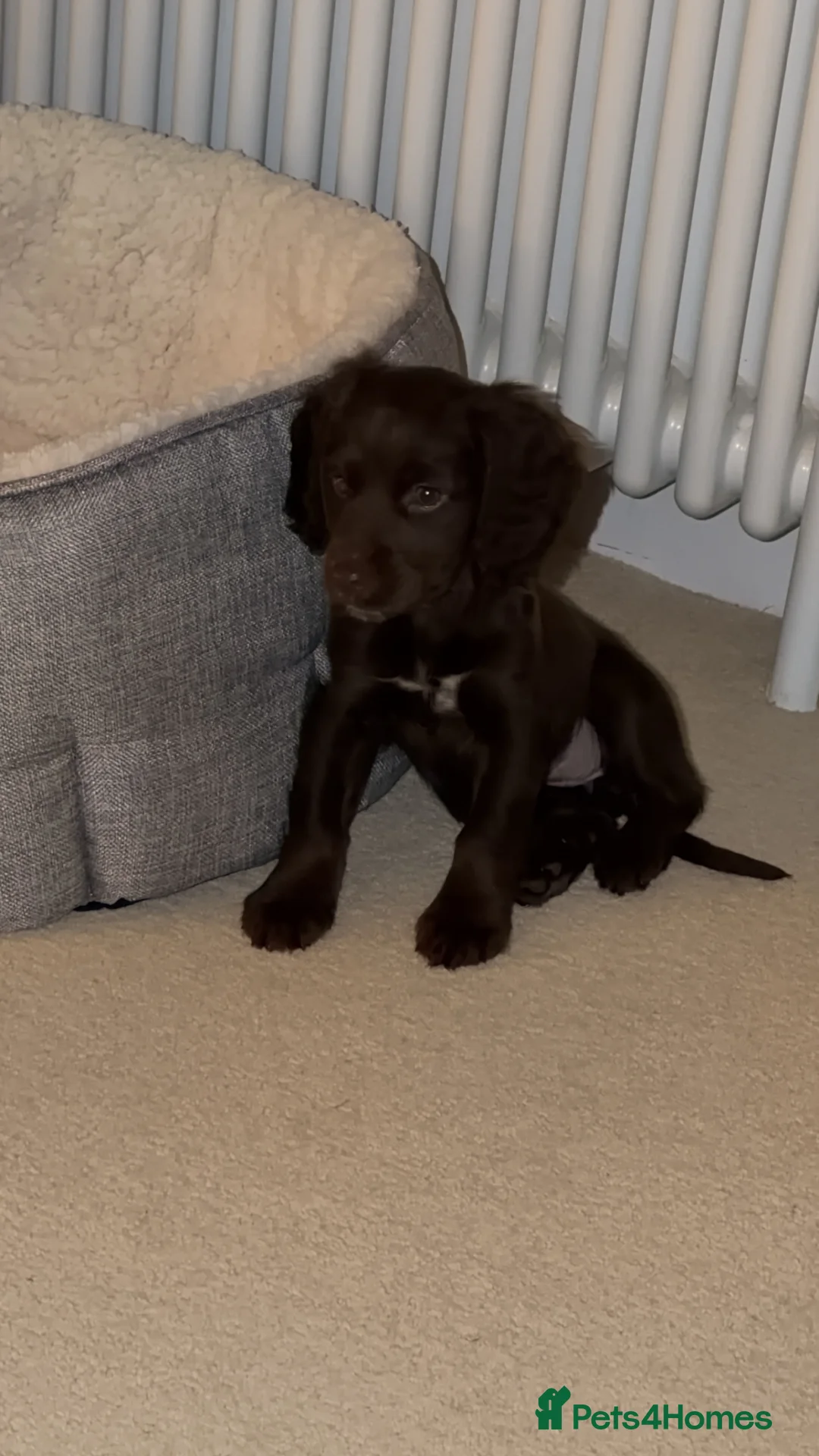 Cocker Spaniel dogs for sale: Cocker spaneil - Advert 3