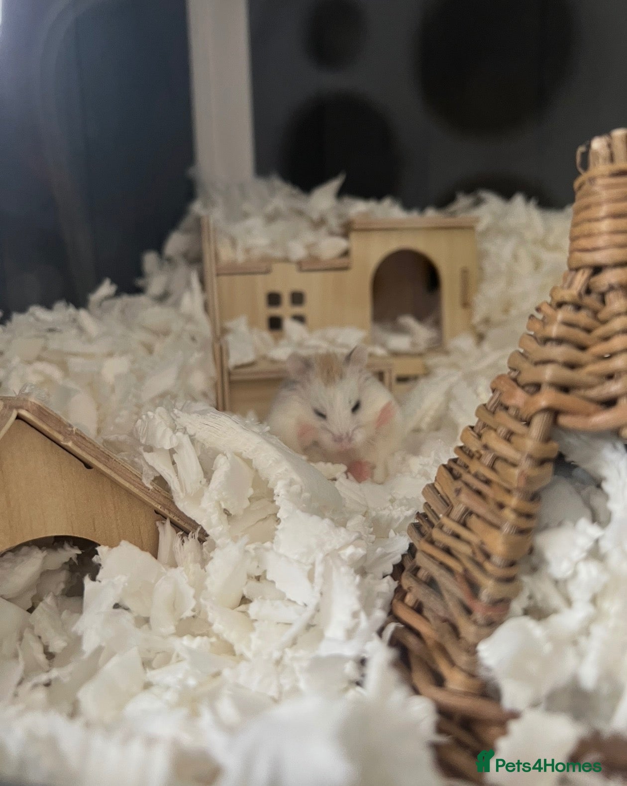 Hamster rodents for sale: Robo hamster with every inside the cage + the cage - Advert 6