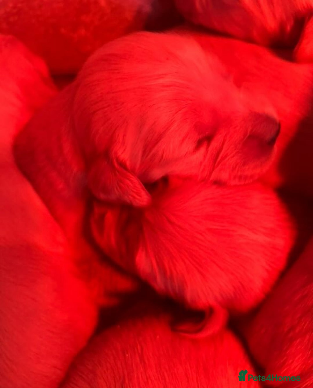 Golden Retriever dogs for sale: Kc registered Golden Retriever puppies available  - Image 14
