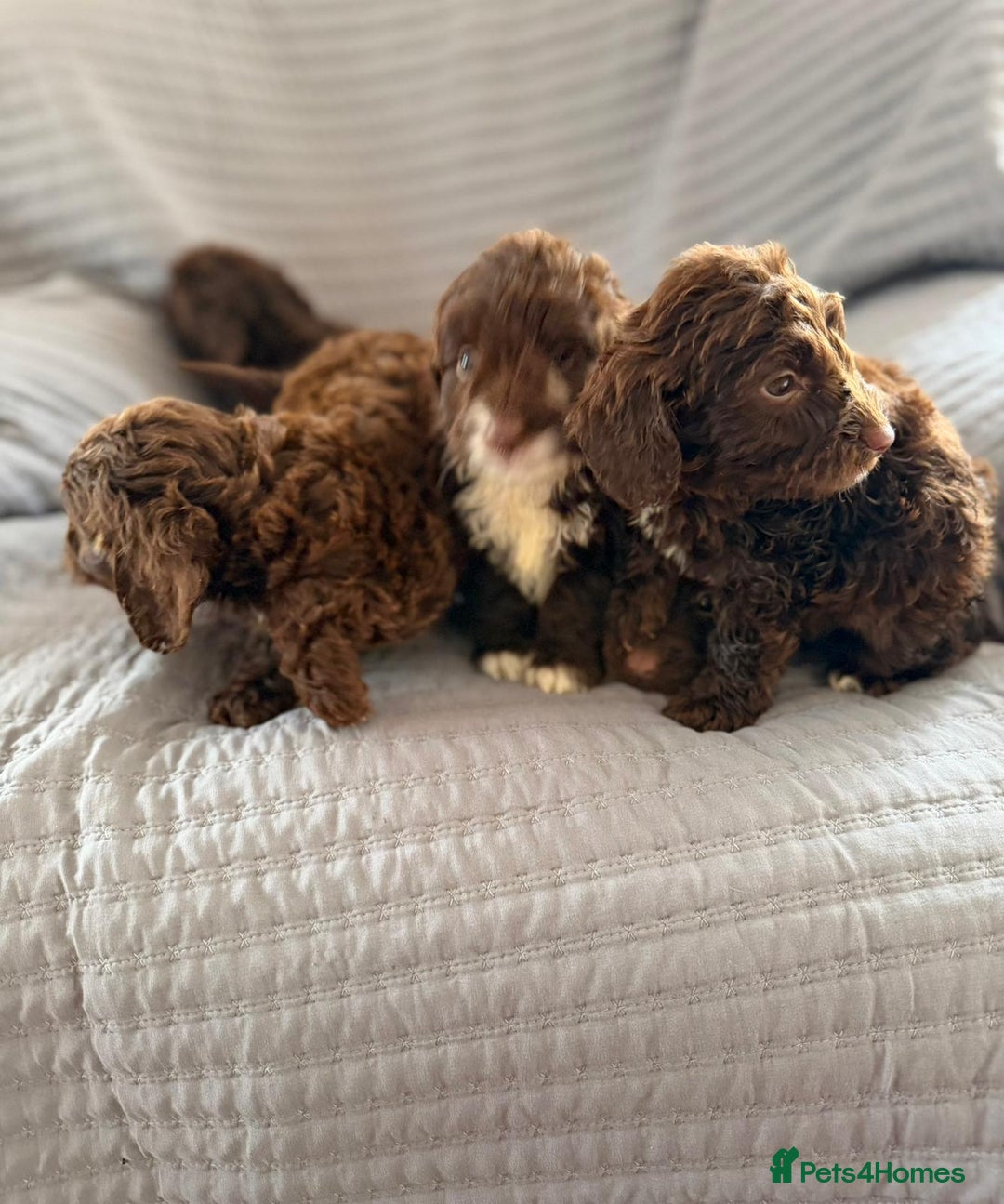 Cockapoo dogs for sale: Cockapoo puppies  - Advert 24