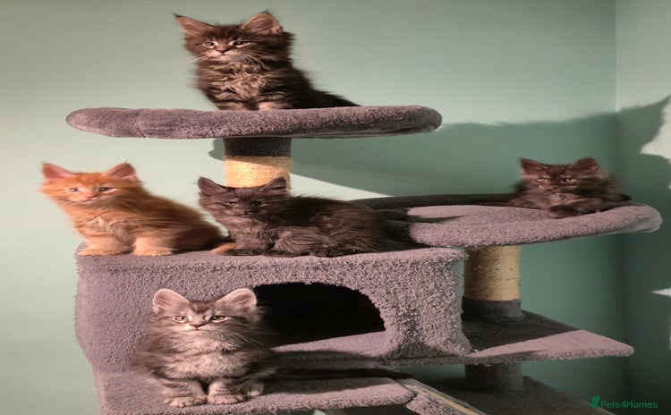 Maine Coon cats - Advert 15