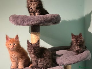 Maine Coon cats - Advert 3