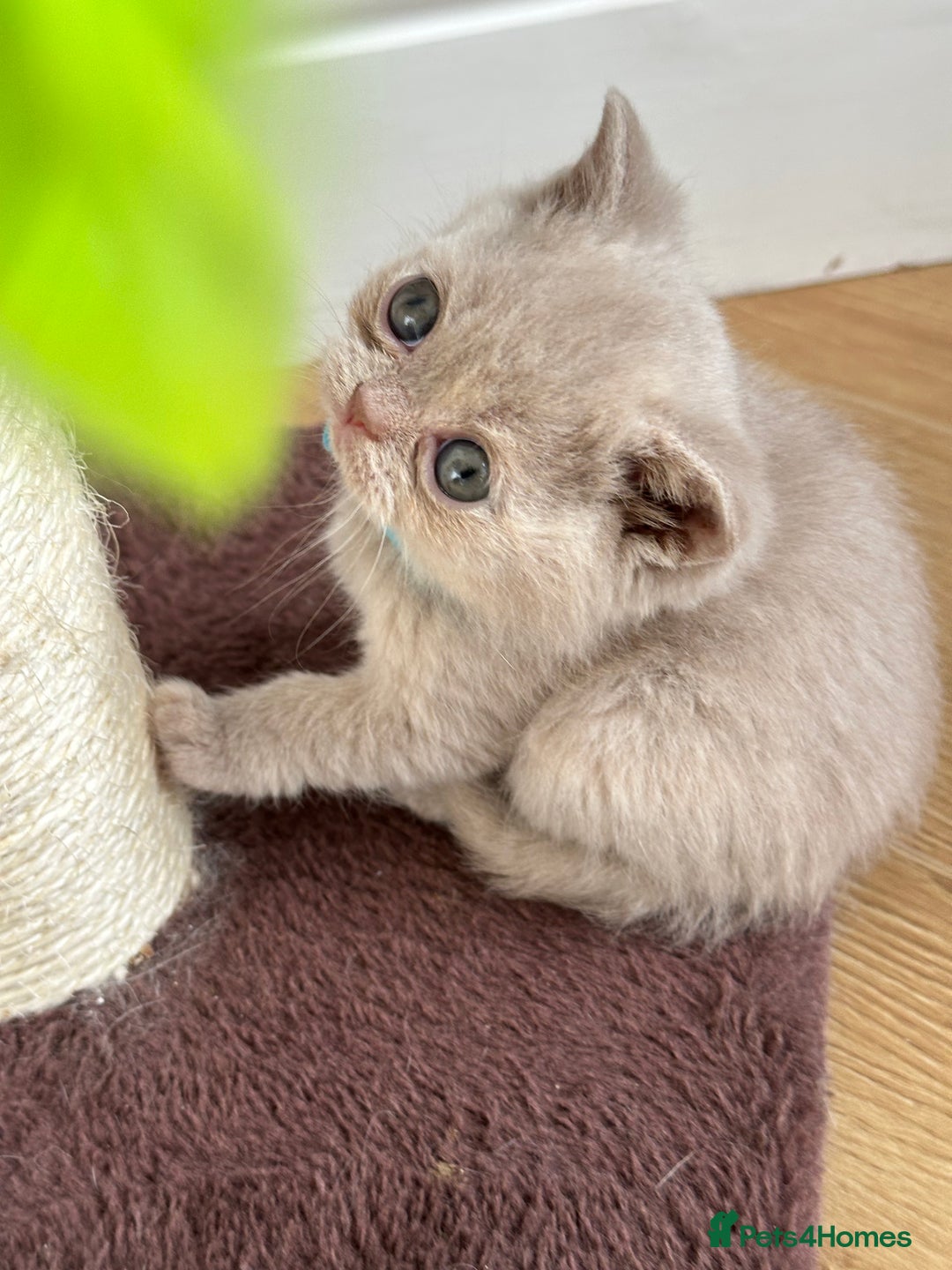 British Shorthair cats for sale: 😻Beautiful Chocolate Tortie BSH Kittens😻🎀 - Advert 31