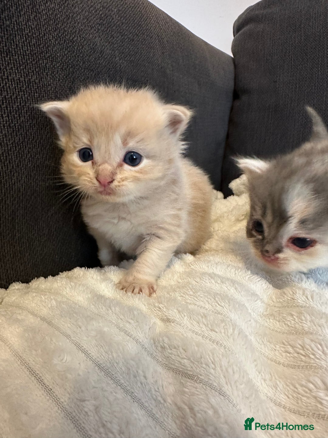 Mixed Breed cats for sale: Half ragdoll fluffy kittens  - Image 7