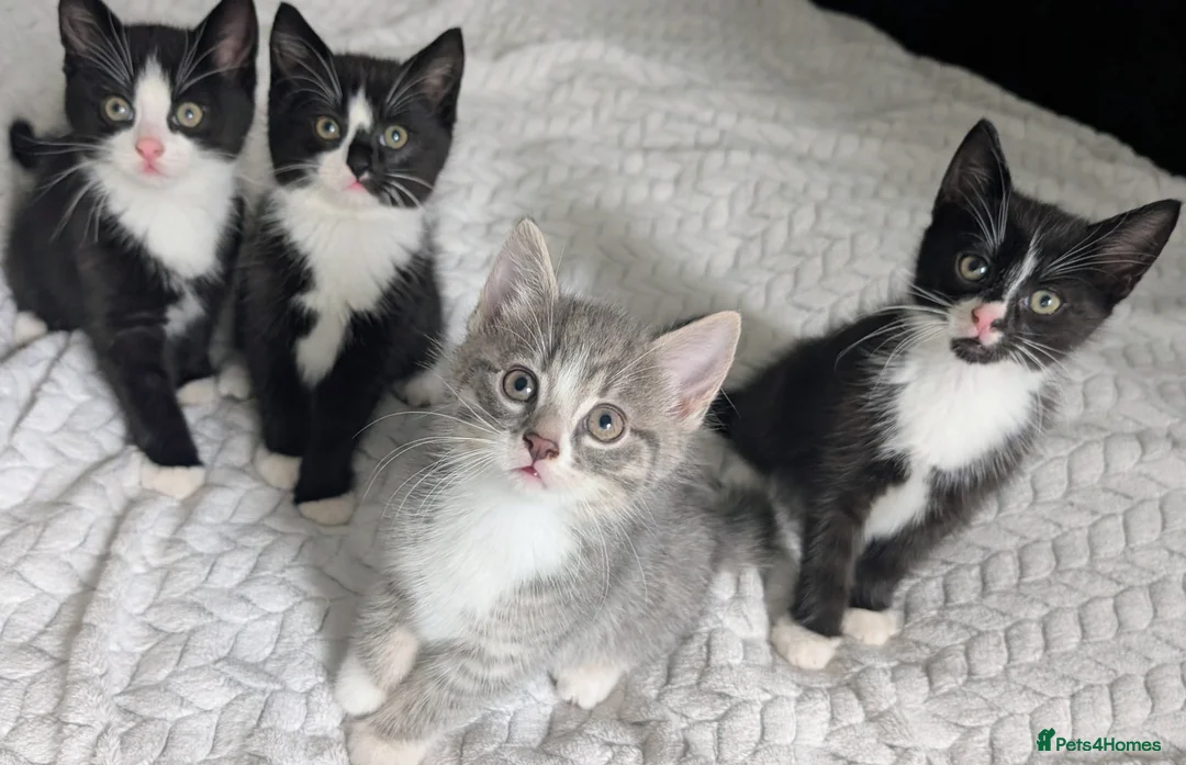 Mixed Breed cats for sale: Adorable Kittens Looking for Loving Homes! 🐾 - Advert 2