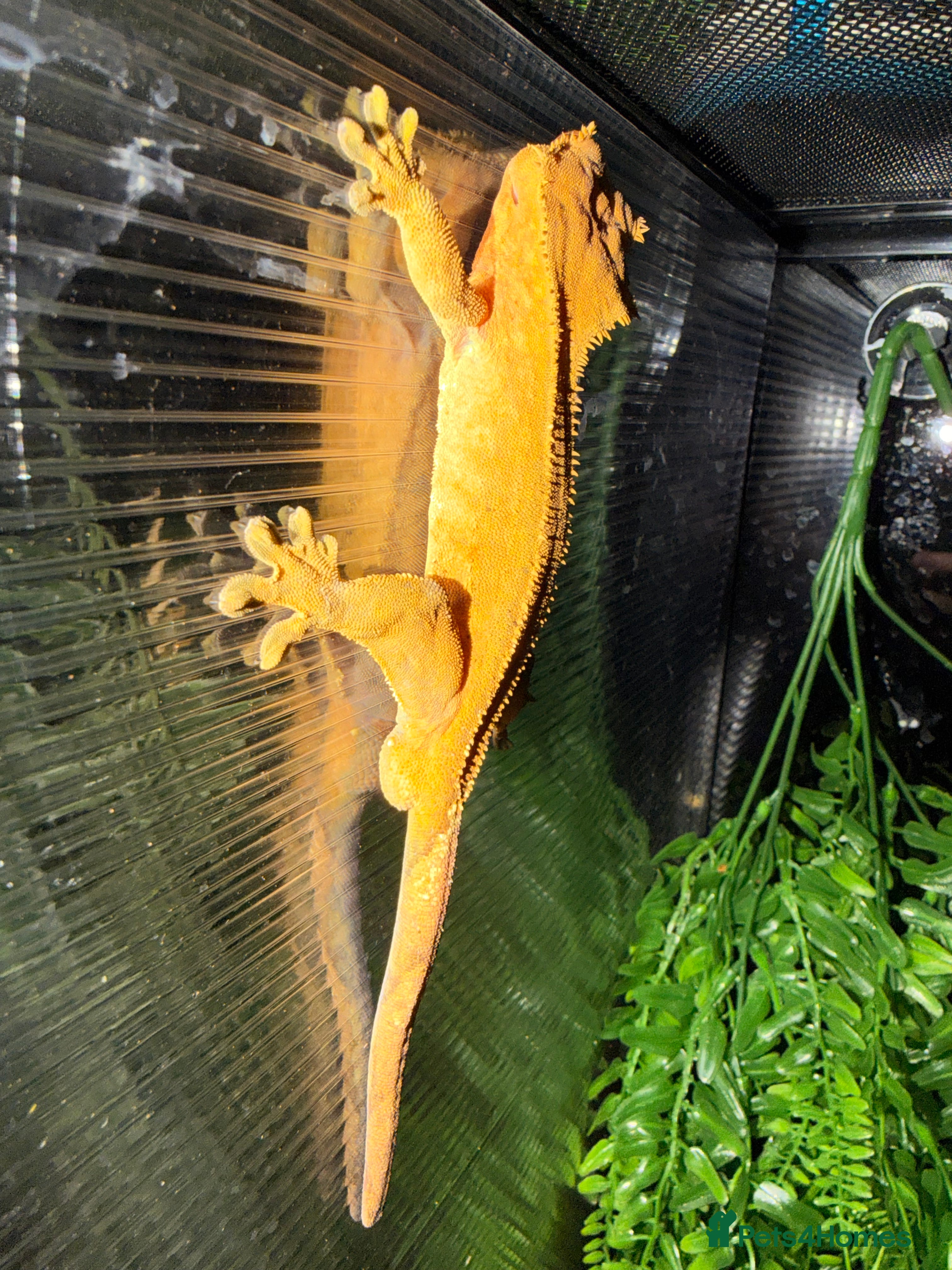 Mixed Breed reptiles Male and female crested geckos - Advert 4