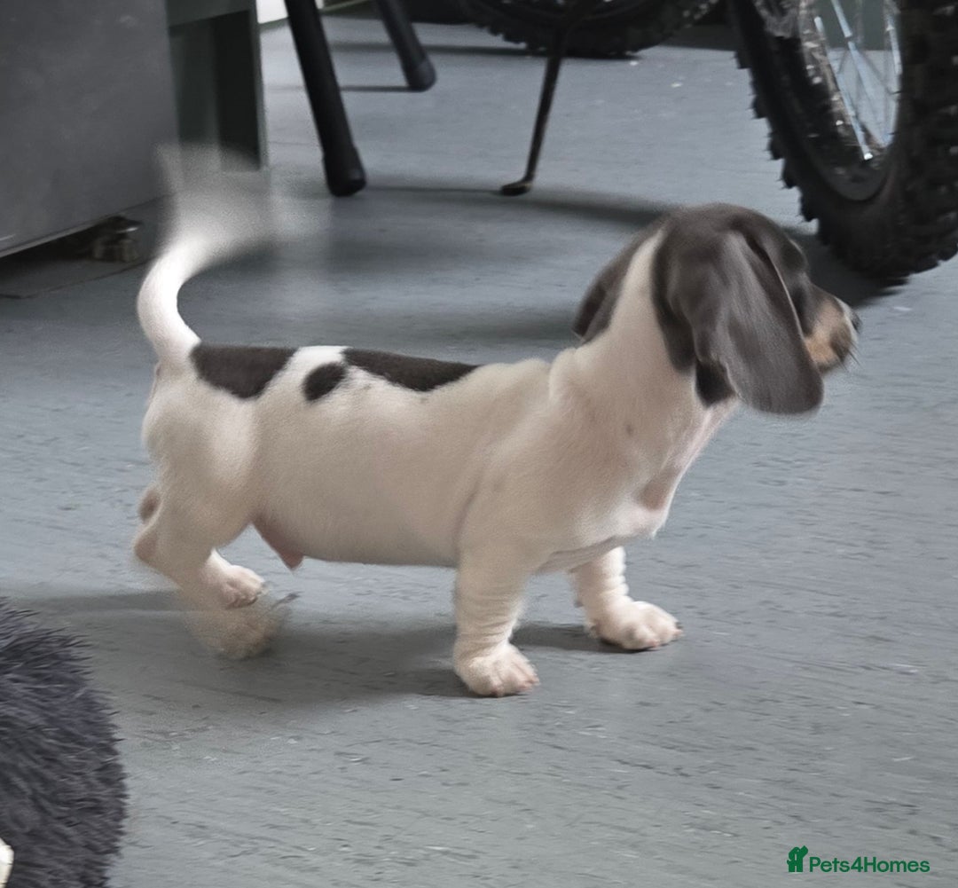 Miniature Dachshund dogs for sale: Kc registered Beautiful mini dachshund puppies - Image 3