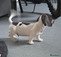 Miniature Dachshund dogs Kc registered Beautiful mini dachshund puppies - Advert 1