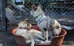 Mixed Breed dogs for adoption: 💙🐶 NICK AND MAILY 🐶💖 - Image 20