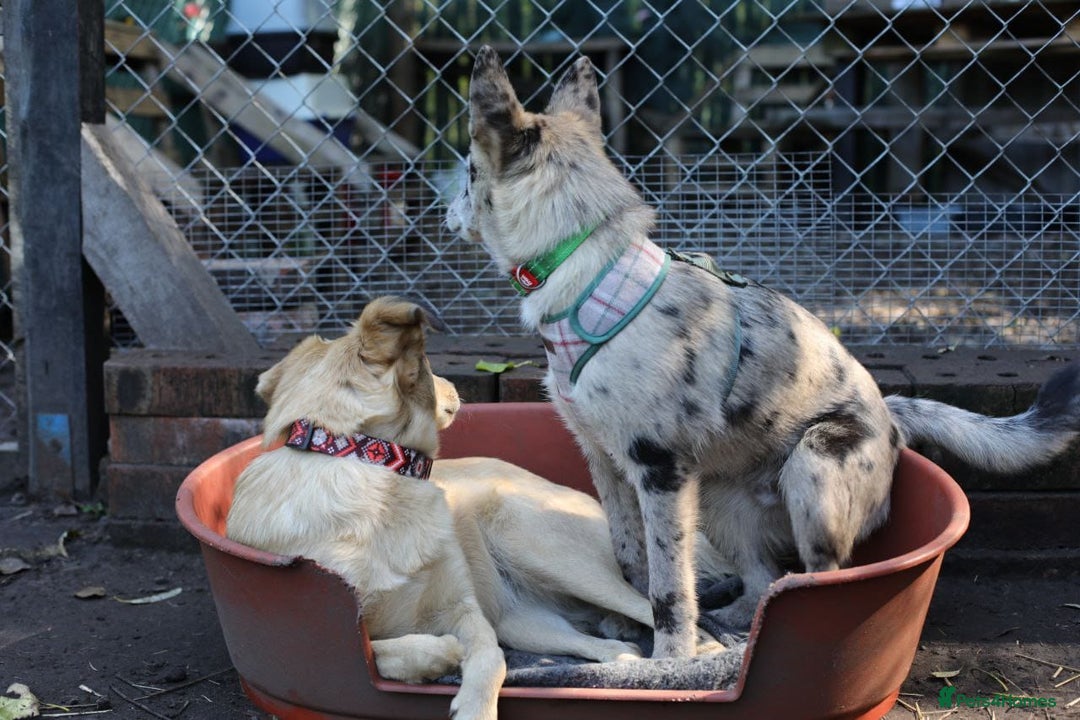 Mixed Breed dogs for adoption: 💙🐶 NICK AND MAILY 🐶💖 - Image 20
