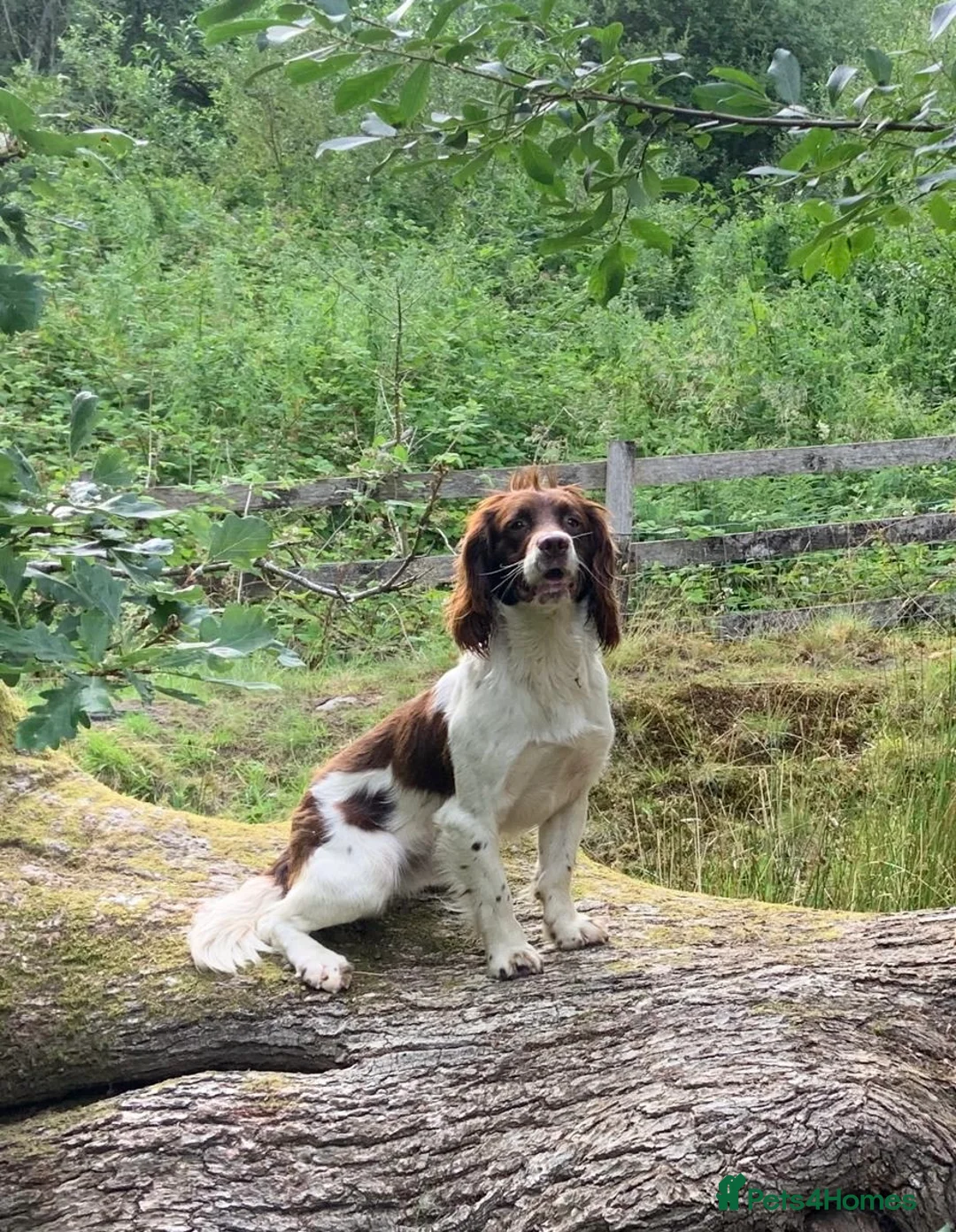 English Springer Spaniel dogs for stud: Proven Liver & White English Springer Spaniel Stud in Swansea - Advert 2