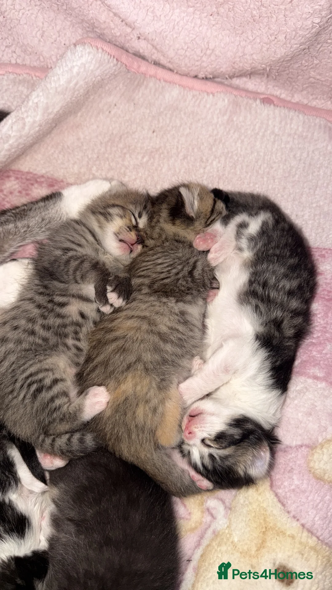 Mixed Breed cats for sale: Kittens for sale  - Advert 1