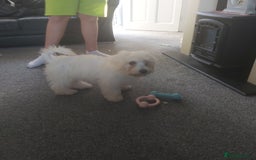 Mixed Breed dogs for sale: For sale  - Image 5