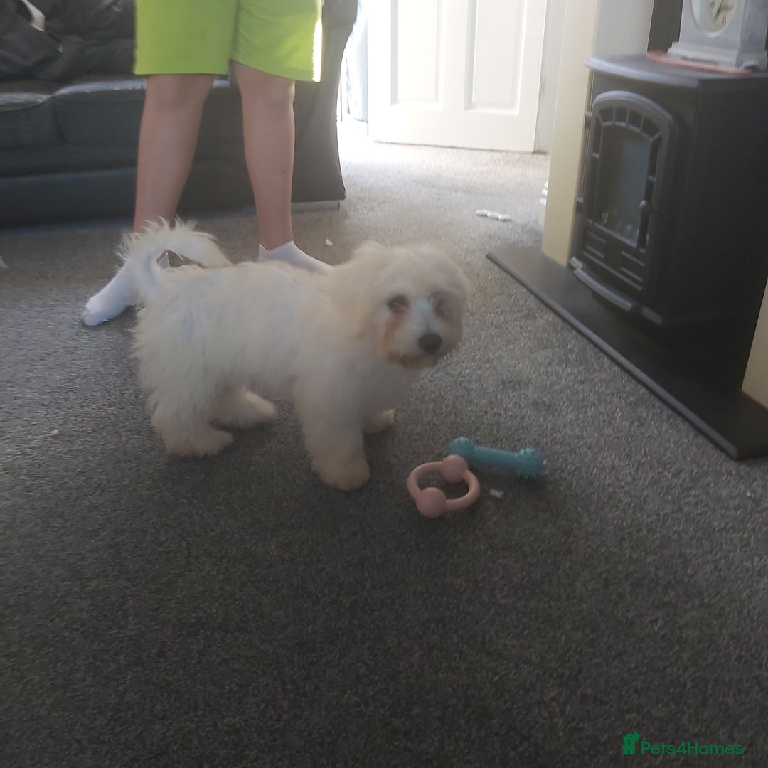 Mixed Breed dogs for sale: For sale  - Image 5