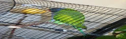 Parakeets birds for sale: Eastern Rosella in Wigan - Advert 8