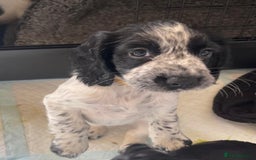 Cocker Spaniel dogs for sale: working cocker spaniel puppies for sale - Image 8