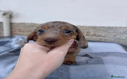 Miniature Dachshund dogs for sale: Miniature dachshund puppies - Advert 8