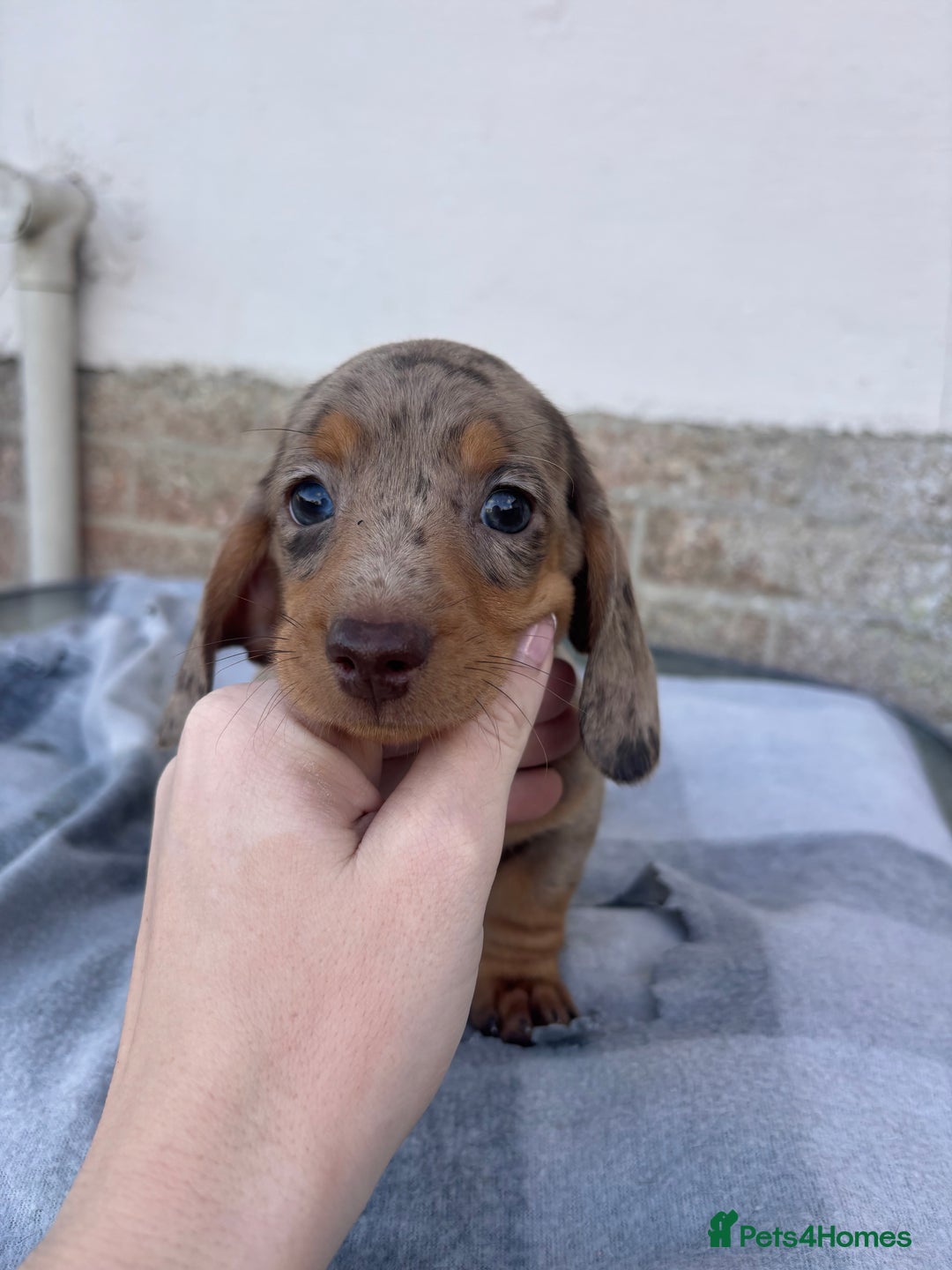 Miniature Dachshund dogs for sale: Miniature dachshund puppies - Advert 8