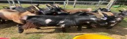 Goats livestock for sale: 7 Pygmy goats for sale - Advert 3