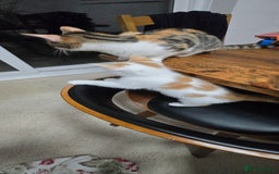 Mixed Breed cats for sale:  Blue eyes Flower pattern mark unique kitten  - Image 11