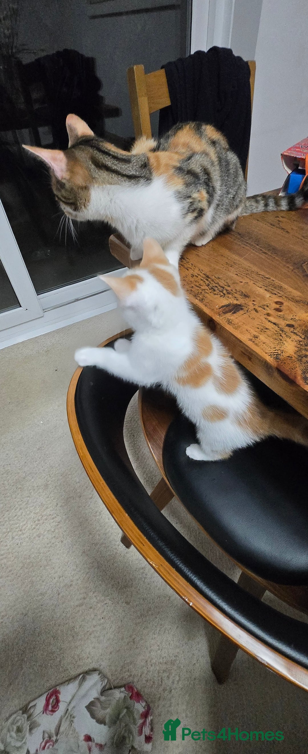 Mixed Breed cats for sale:  Blue eyes Flower pattern mark unique kitten  - Image 11