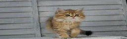 British Longhair cats for sale: Boy and Girl ready  - Advert 2