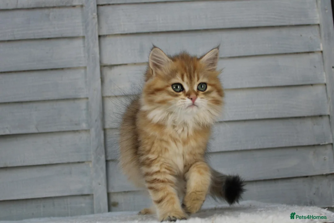 British Longhair cats for sale: Boy and Girl ready  - Advert 2