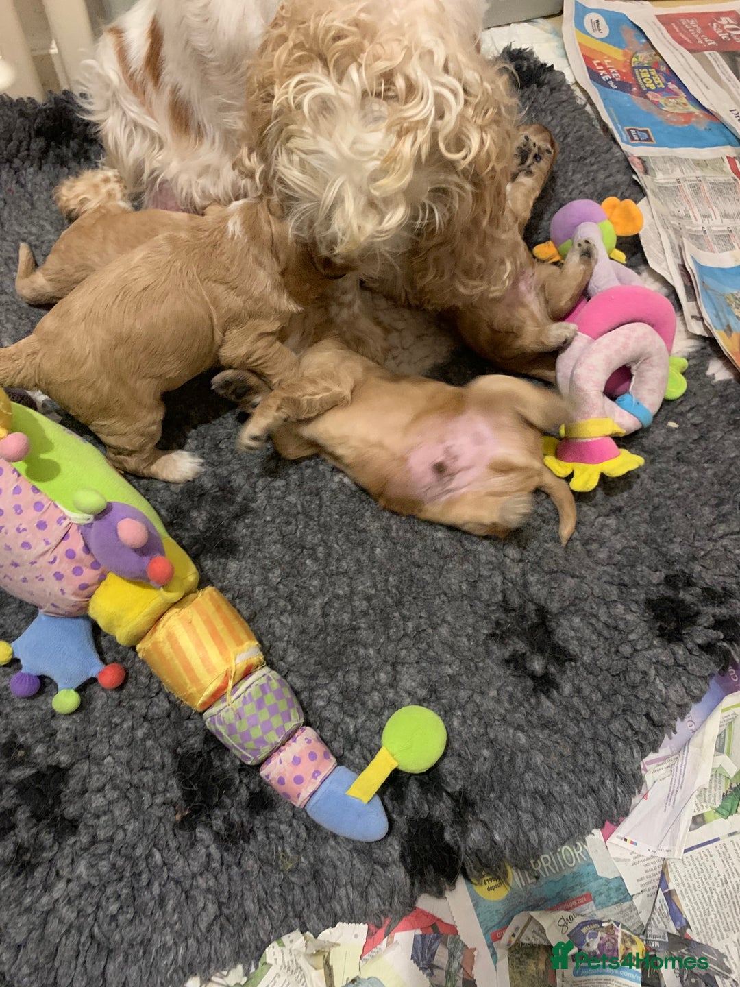 Cocker Spaniel dogs for sale: KC Registered Quality Show Type Cocker Puppies   - Image 21