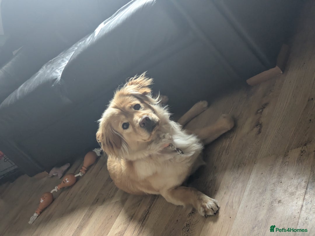 Mixed Breed dogs for sale: Bailey (CockerChow) - looking for a forever Family - Image 2