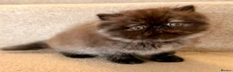Persian cats for sale: Beautiful Pedigree Persian 1 Male 1 Female - Advert 1