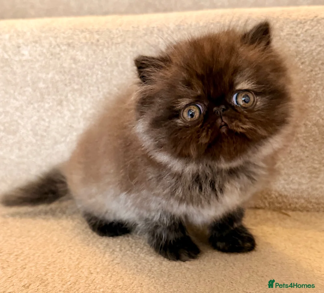 Persian cats for sale: Beautiful Pedigree Persian 1 Male 1 Female - Advert 1