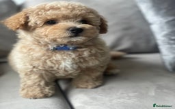 Poochon dogs for sale: Stunning litter - Image 23