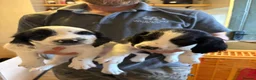 English Springer Spaniel dogs for sale: Working springer spaniel puppy’s  - Advert 4