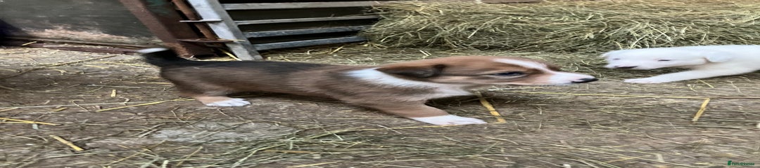 Border Collie Puppy 1