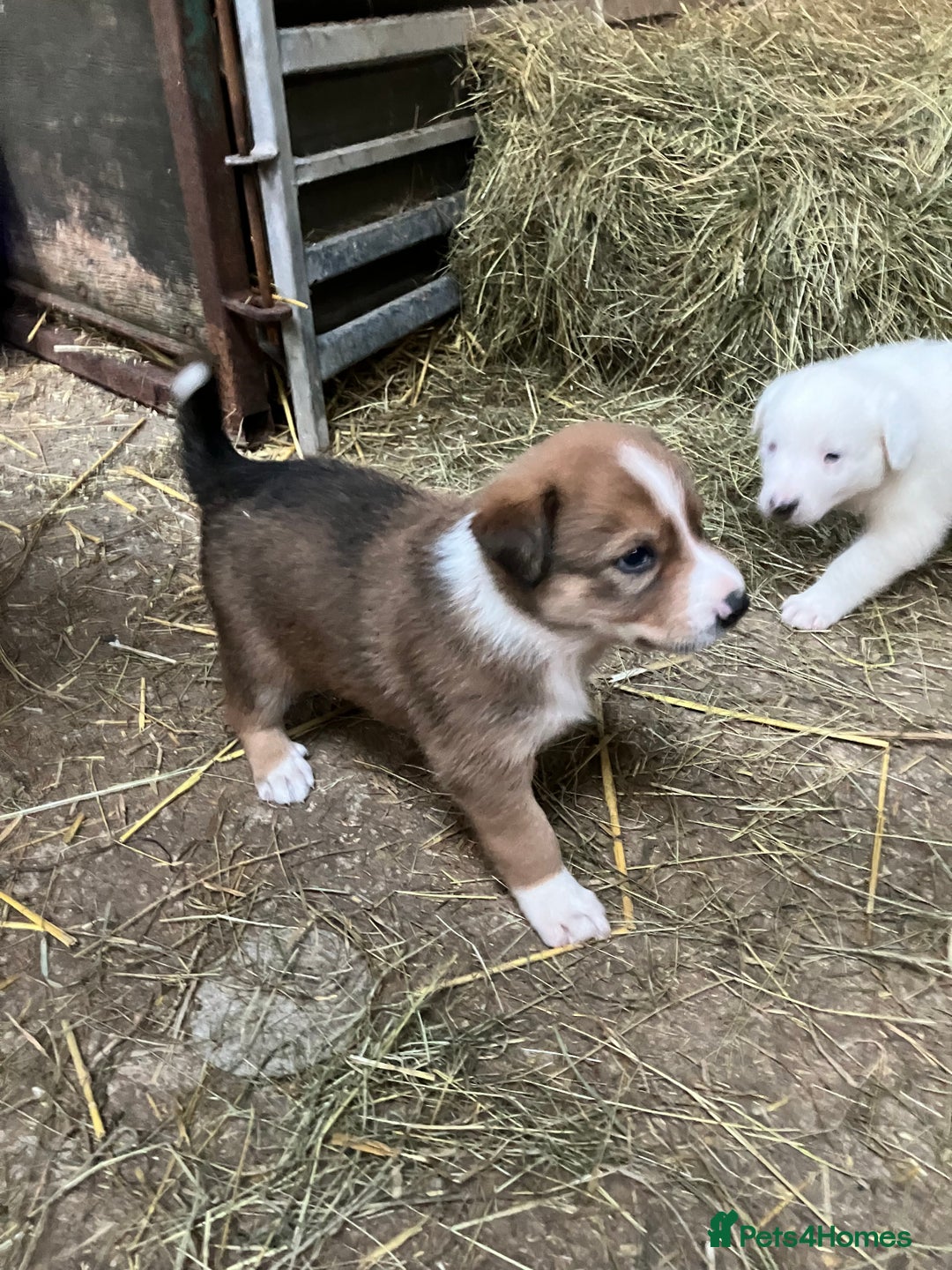 Border Collie dogs for sale: Five beautiful well grown Border Collie pups - Advert 6