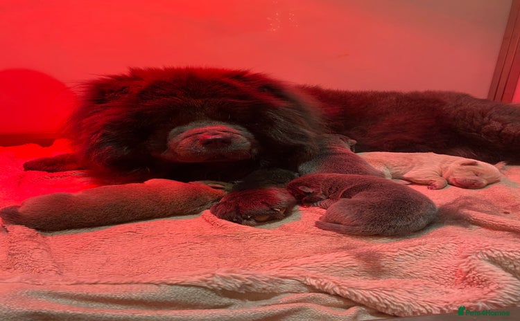 Chow Chow dogs Stunning kc chow chow  - Advert 2