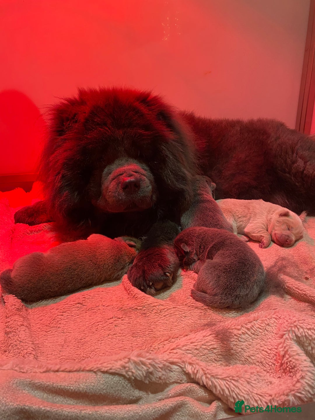 Chow Chow dogs for sale: Stunning kc chow chow  - Advert 1