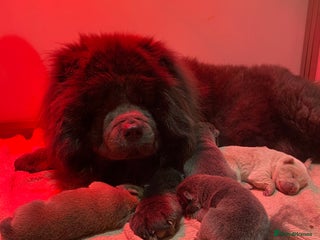 Chow Chow dogs Stunning kc chow chow - Advert 1