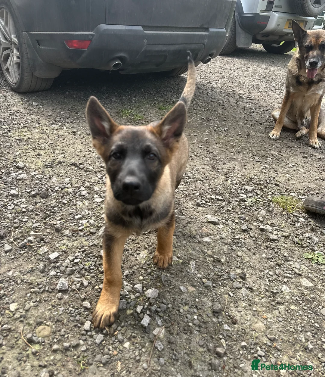 Mixed Breed dogs for sale: German shepherd cross puppies  in Manchester - Advert 1