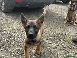 Mixed Breed dogs German shepherd cross puppies - Advert 3