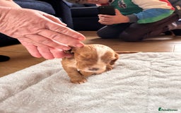 Cocker Spaniel dogs for sale: Beautiful working cocker spaniel puppies  - Image 7