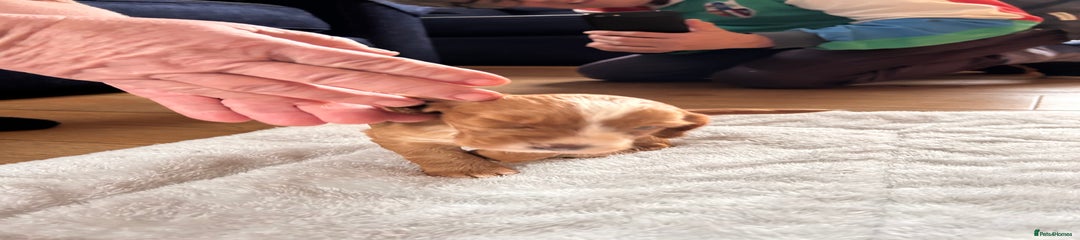 Cocker Spaniel Puppy 2