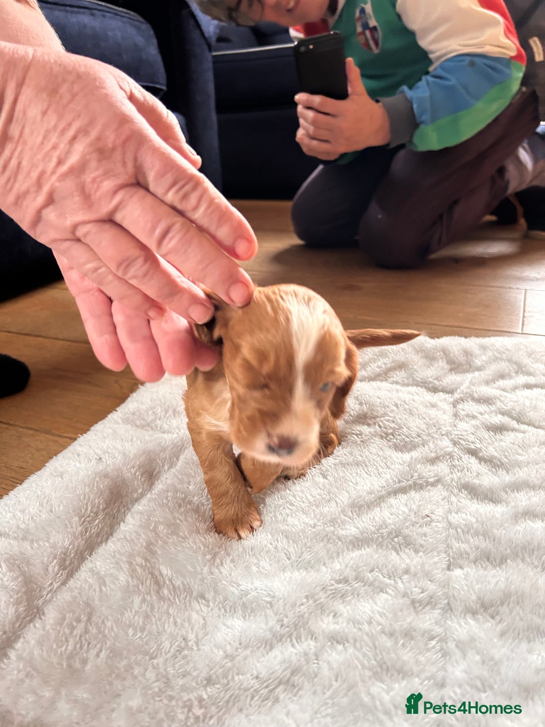 Cocker Spaniel dogs for sale: Beautiful working cocker spaniel puppies  - Image 7