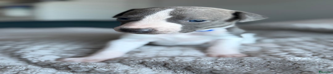 Whippet Puppy 5