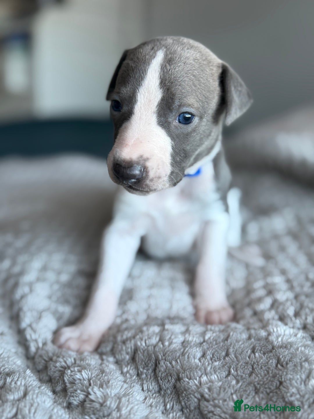 Whippet dogs for sale: 🏆KC Whippet Puppies - Gentle, Elegant & Loving🏆 - Image 17
