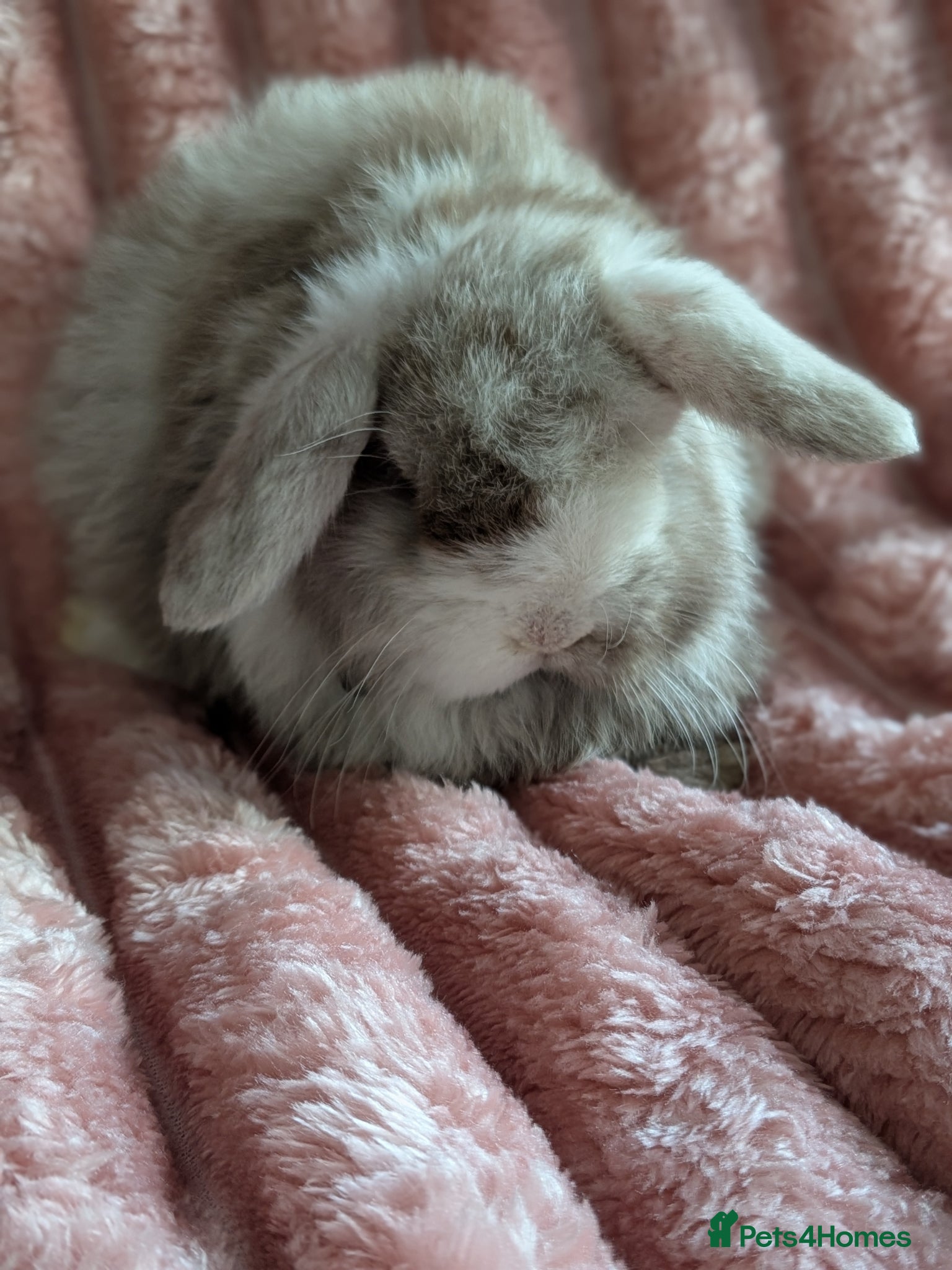 Mini Lop rabbits Mini lops - Advert 14