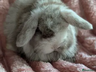 Mini Lop rabbits Mini lops - Advert 14