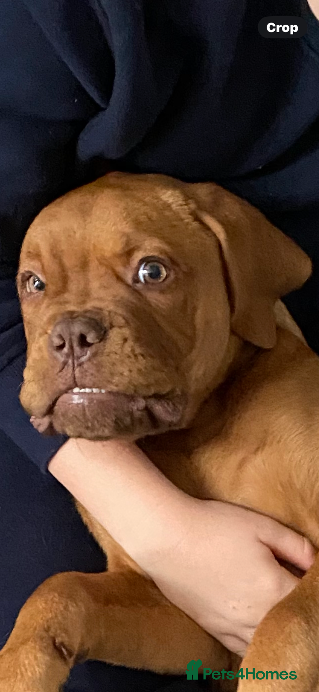 Dogue De Bordeaux dogs for sale: Male and female dogue de bordeaux puppies  - Advert 9