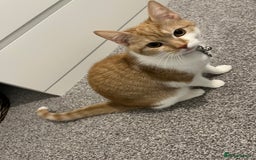 British Shorthair cats for sale: Ginger & White British Short hair  - Image 2